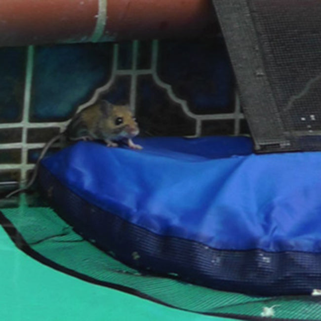 FrogLog Critter Escape Ramp for Swimming Pools