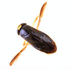 Phoenix De-Bug Pool Insect Control — 1 qt
